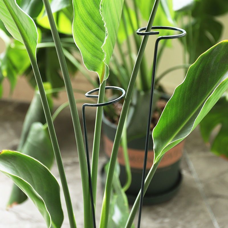 1/10 pçs suporte de jardim ane - Plant Support Stake avaliação e preço