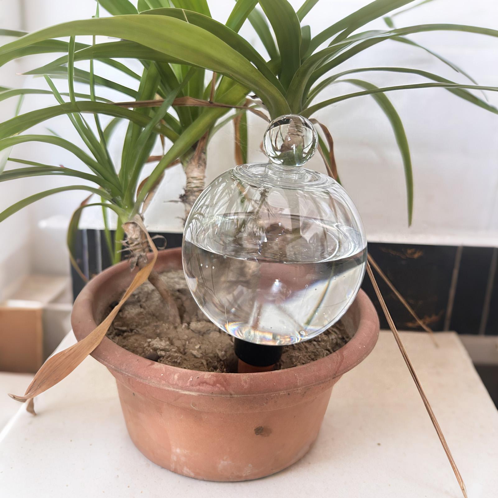 Bolas de Rega Automática para  - Succulent Set avaliação e preço