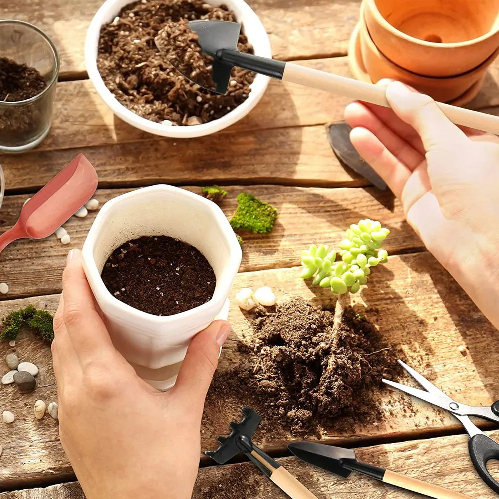 Indoor suculentas plantas conj - Succulent Set avaliação e preço